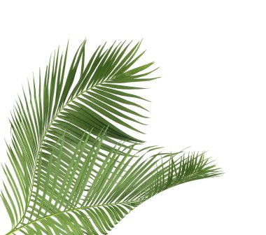 Tropikal yeşil palmiye yaprağıyla konsept yaz. Beyaz desenli arka planda yaprak dalları var. düz yatış, üst görünüm.