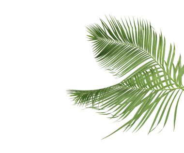 Tropikal yeşil palmiye yaprağıyla konsept yaz. Beyaz desenli arka planda yaprak dalları var. düz yatış, üst görünüm.