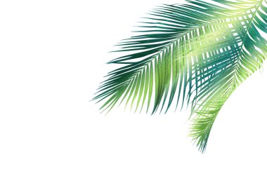 Beyaz arkaplanda yeşil palmiye yaprakları