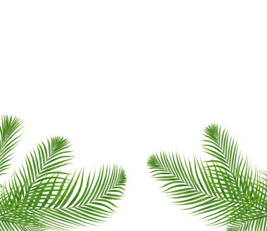 Beyaz arkaplanda izole edilmiş yeşil palmiye yaprakları
