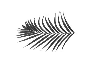 Beyaz arkaplanda izole edilmiş palmiye yaprakları