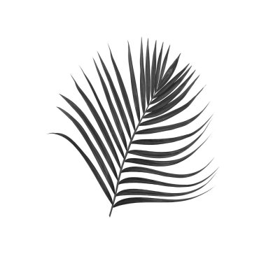 Beyaz arkaplanda izole edilmiş palmiye yaprakları