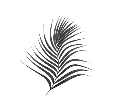 Beyaz arkaplanda izole edilmiş palmiye yaprakları