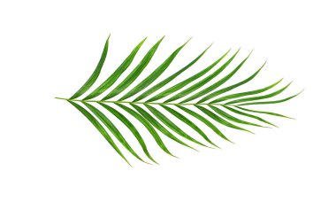 Beyaz arkaplanda izole edilmiş yeşil palmiye yaprakları