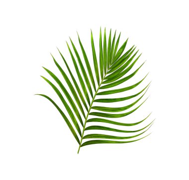 Beyaz arkaplanda izole edilmiş yeşil palmiye yaprakları