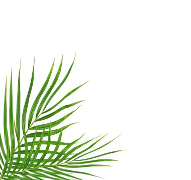 Beyaz arkaplanda izole edilmiş yeşil palmiye yaprakları