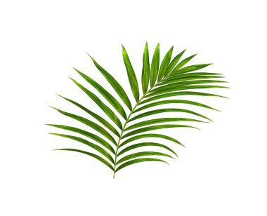 Beyaz arkaplanda izole edilmiş yeşil palmiye yaprakları