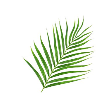 Beyaz arkaplanda izole edilmiş yeşil palmiye yaprakları