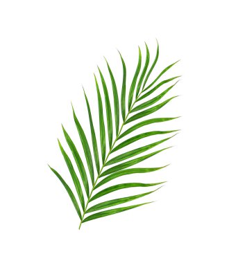 Beyaz arkaplanda izole edilmiş yeşil palmiye yaprakları