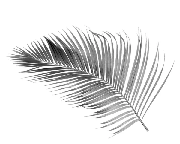Tropikal Yeşil Palmiye Yaprağıyla Konsept Yaz Beyaz Desenli Arka Planda — Stok fotoğraf