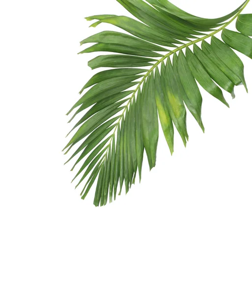 Concept Summer Green Palm Leaf Tropical Frond Floral Leaves Branches — Stock Photo, Image