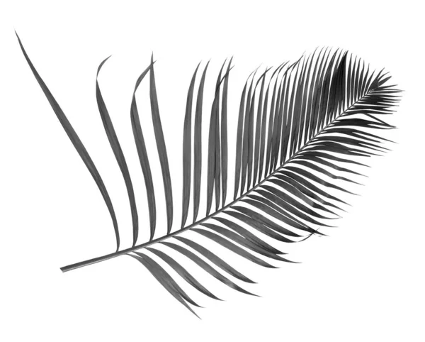 Zwart Palmblad Geïsoleerd Witte Achtergrond — Stockfoto