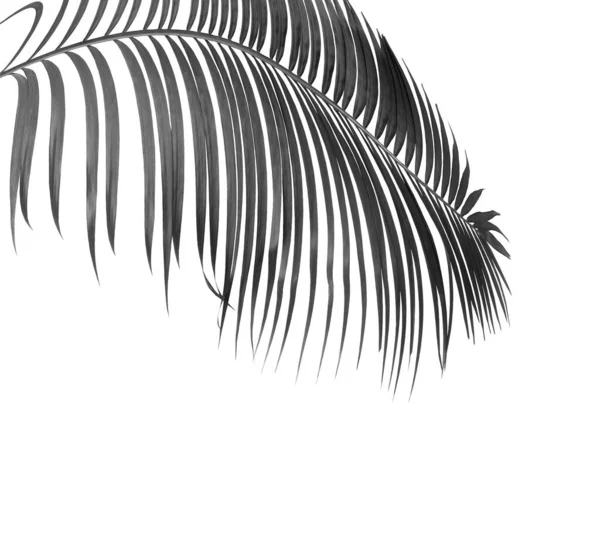 Schwarzes Blatt Der Palme Isoliert Auf Weißem Hintergrund — Stockfoto
