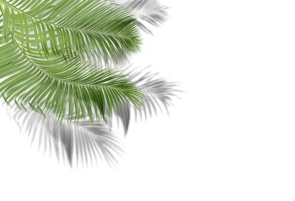 白い背景に影のある緑のヤシの葉 — ストック写真