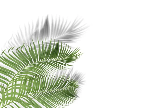 Grüne Palmblätter Mit Schatten Auf Weißem Hintergrund — Stockfoto