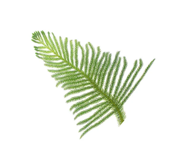 Pine Branch Isolated White Background — Stock Photo, Image