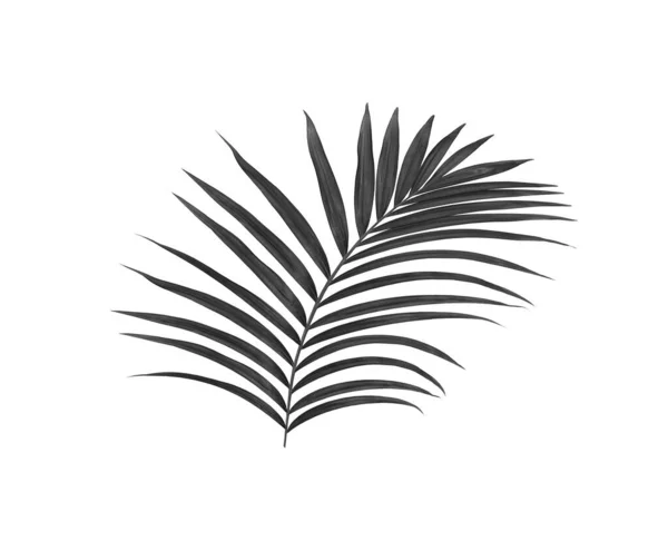 Černé Listy Palmy Izolované Bílém Pozadí — Stock fotografie