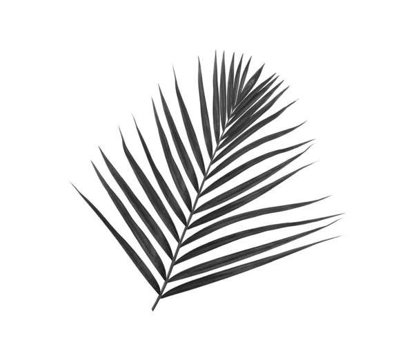 Folhas Pretas Palmeira Isolada Sobre Fundo Branco — Fotografia de Stock