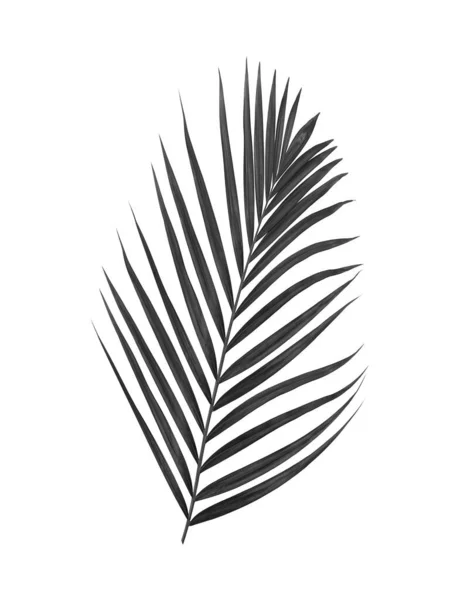 Black Leaves Palm Tree Isolated White Background — Stock Photo, Image