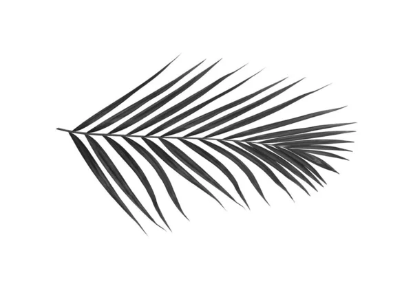 Zwarte Bladeren Van Palmboom Geïsoleerd Witte Achtergrond — Stockfoto
