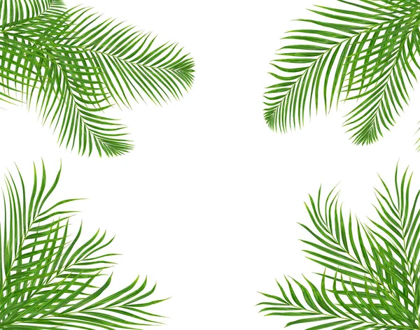 Green Palm Leaf White Summer Background — Stock Photo, Image