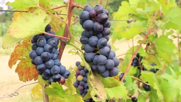 Виноград Винограднику — стокове відео