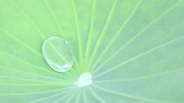 Su damlalı yeşil yaprak