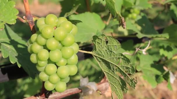 Uvas Verdes Vinha — Vídeo de Stock