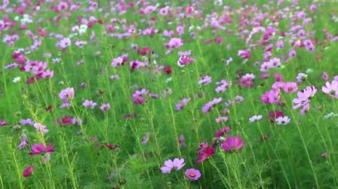 Bahçedeki güzel çiçekler 