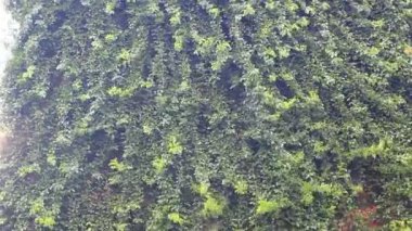 Ağaçta yeşil yosun