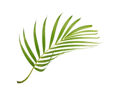 Beyaz arkaplanda izole edilmiş yeşil palmiye yaprağı