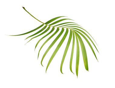 Beyaz arkaplanda izole edilmiş yeşil palmiye yaprağı