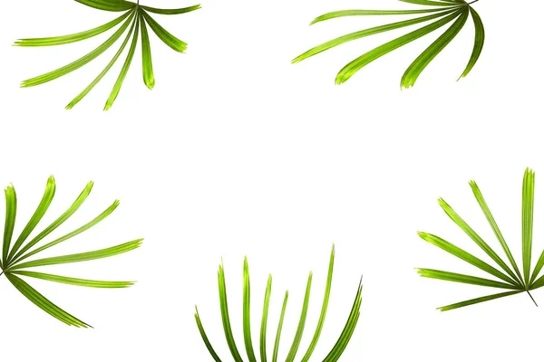 Tropické Zelené Palmové Listy Izolované Bílém Pro Letní Pozadí — Stock fotografie