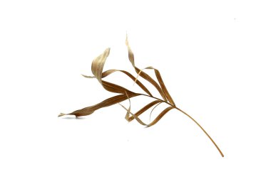 Beyaz arkaplanda tropik kuru palmiye yaprağı