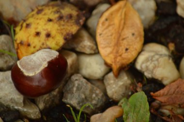 Kastan 's kameny a listim seda