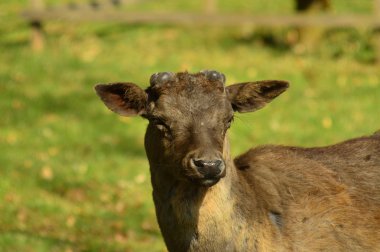 Danek Hnedy Posadi les 11