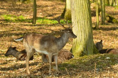 Danek hnedy pozadi les 03