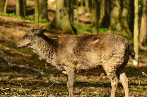 Danek Pozadi Les — Stockfoto