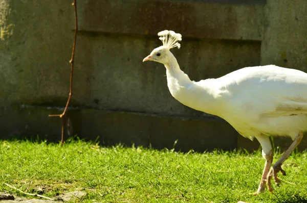 Pav Bily Hlava — Stockfoto