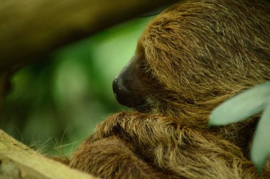 Lenochod spici zelene pozadi 03