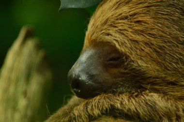 Lenochod spici zelene pozadi 01