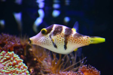 Ryba Hranobrich Valentinv Tmavy Podklad 04