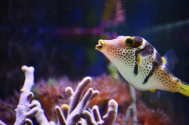 Ryba Hranobich Valentinv tmavy podklad 01