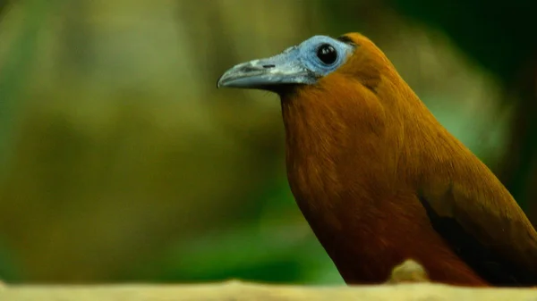 Ptak Kotinga Tribarva Zeleny Podklad — стоковое фото