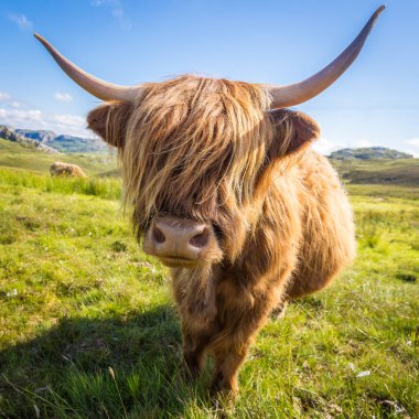 Isle of Skye Glamaig dağlardaki, Highland sığır portresi