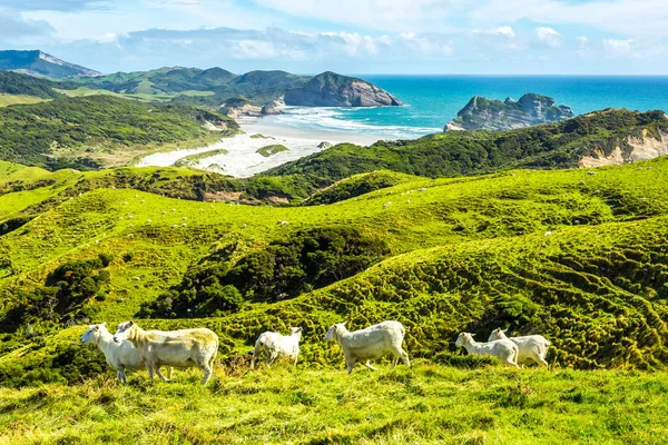 West Coast of the Southern Island, New Zealand — Stock Photo, Image