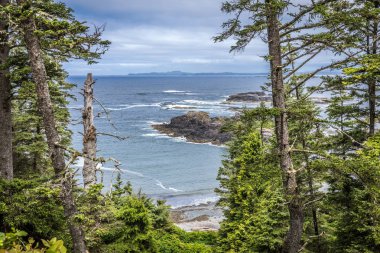 Tofino, Vancouver yakınlarındaki Pasifik kıyı şeridi ve yağmur ormanı manzarası