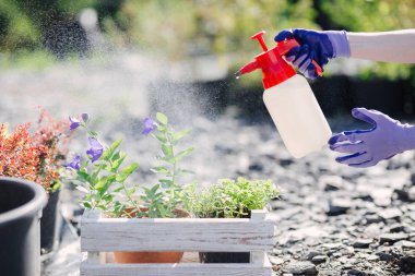 Bahçıvan kadın sprinkles çiçek Bahçe bir püskürtme kapatmak yukarıya fotoğraf