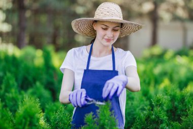 Kadın çit, bahçe makası ile kesme çalılar süs için bahçe aracı kullanır