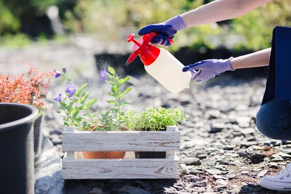 Gardener mulher polvilhe flores de um pulverizador de jardim, de perto foto — Fotografia de Stock